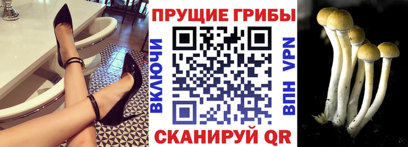Псилоцибиновые грибы Psilocybine cubensis  гидра зеркало  Ак-Довурак  купить  сайты 